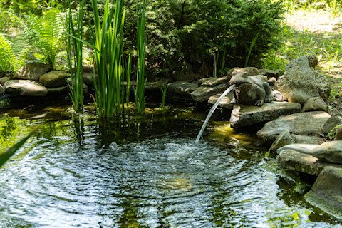 A charming small garden pond with a frog-shaped fountain, surrounded by lush greenery. The fountain features water gently flowing from the frog's mouth, creating a tranquil and decorative outdoor setting.
