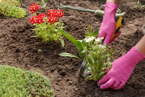 How to make flower bed 4