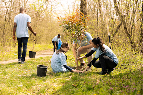 A group of people planting trees.