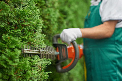hedge-being-cut