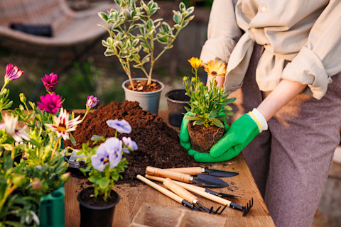 Close up of a gardener working at an outdoor table, holding the root of a flowering plant as she repots it. On the table in front of her is a pile of potting mix, some gardening tools, and several potted plants.