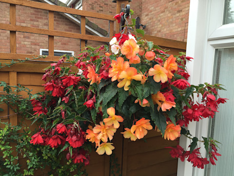 Flower garden ideas 3