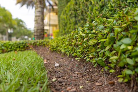 Grass border in garden