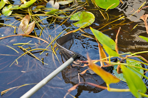 Planting water plants 4