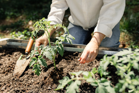 starting a vegetable garden 4
