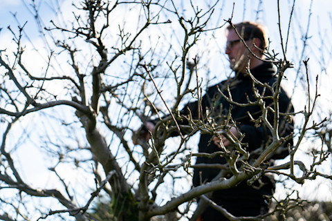 Branches of tree and behind it, there's a tree-surgeon cutting it.