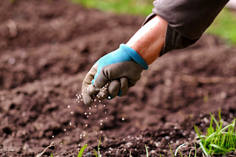 Fertilize lawn 2