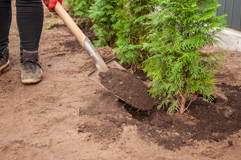 Tree transplanting