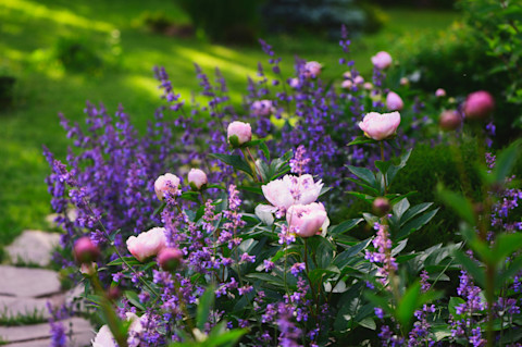 Purple flowers in garden
