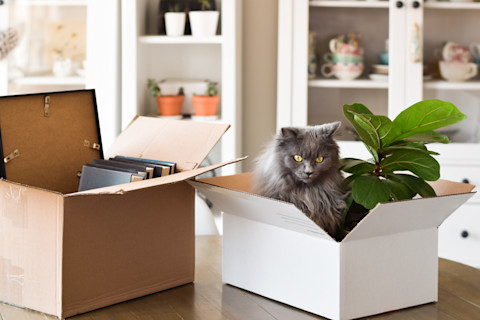 In a cosy, white front room, a fluffy grey cat sits in a white cardboard box with a green plant. Next to it, an open brown box contains books, implying a house move. In the background, white cabinets line the wall, holding plants and stacked teacups.