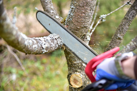 small-chainsaw-cutting-tree-branch