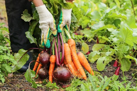 starting a vegetable garden 3