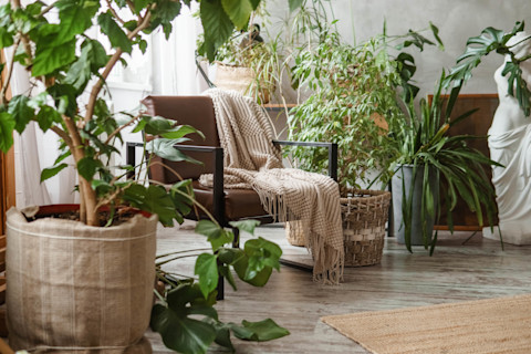 Several potted house plants in a front room by a window, surrounding a small brown chair with a blanket draped over it