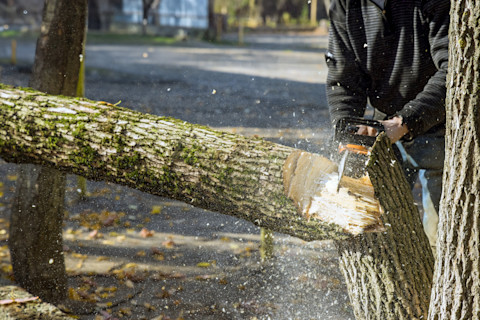 Professional cuts down a tree with a machine.