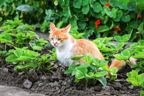 This image shows a ginger and white cat crouching on soil in a garden, surrounded by green plants.