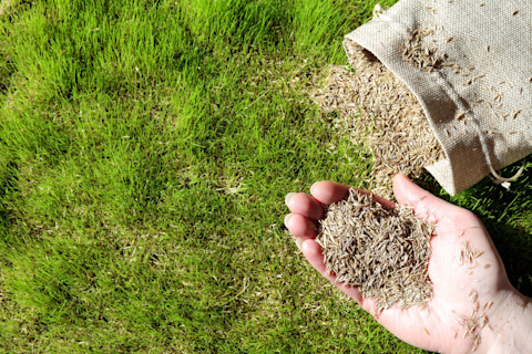Overseeding lawn 2