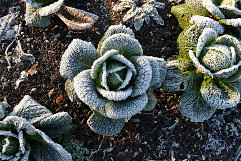 frosted-cabbage-plants