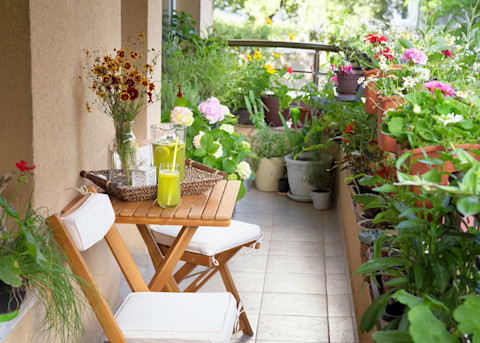 Plants on the balcony 3