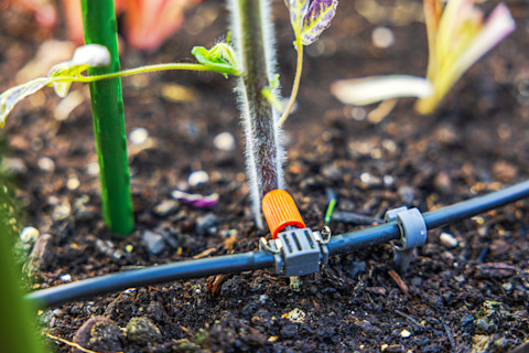 starting a vegetable garden 2