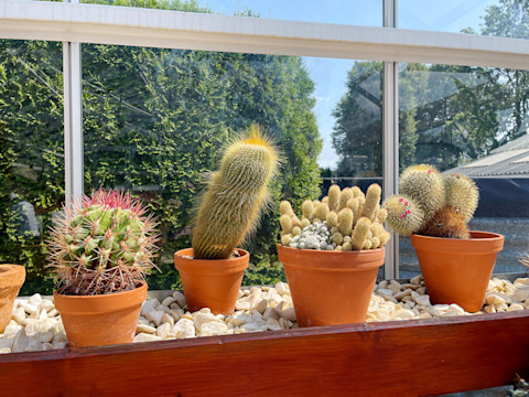 cacti-on-windowsill