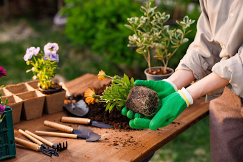 A gardener wearing protective gloves holds the bottom of a plant ready to be potted. The gardener is standing in front of an outdoor table holding gardening tools, including several small trowels and rakes, and numerous potted plants.