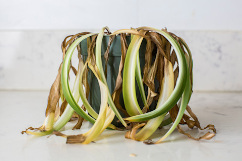 dead-houseplant