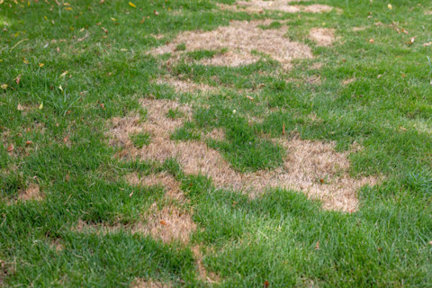Fixing patchy grass 1