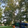 Absolute Hedges & Trees
