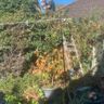 Rhino tree service