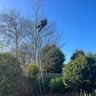 Tree surgeon