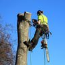 Hillcrest Trees & Landscaping