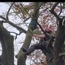 Haven Lea Tree Services