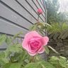 Marple Garden Maintenance