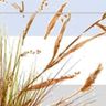 Northern Perennial