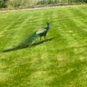 Niki Landscaping