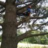 Plym tree & landscaping services