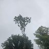 Ellis & son  Tree service