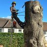 Maple tree service and landscaping ltd