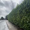 JPVGARDENS
