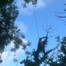 WDJ tree & vegetation management