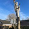 AC Trees