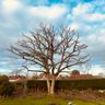 ED’S TOP NOTCH TREE CARE