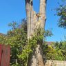 Martin tree surgery