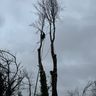 Evans fencing & tree care