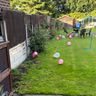 Beech tree garden