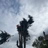 Loc Thomson tree services