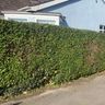 Town and Country tree services