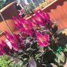 Green thumbs