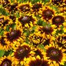 Northern Oak Gardening