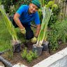 A.P Gardener